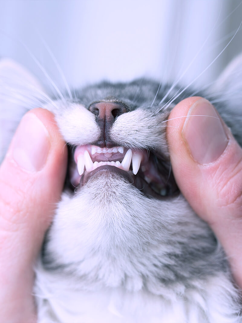 Chirurgia orale cane e gatto