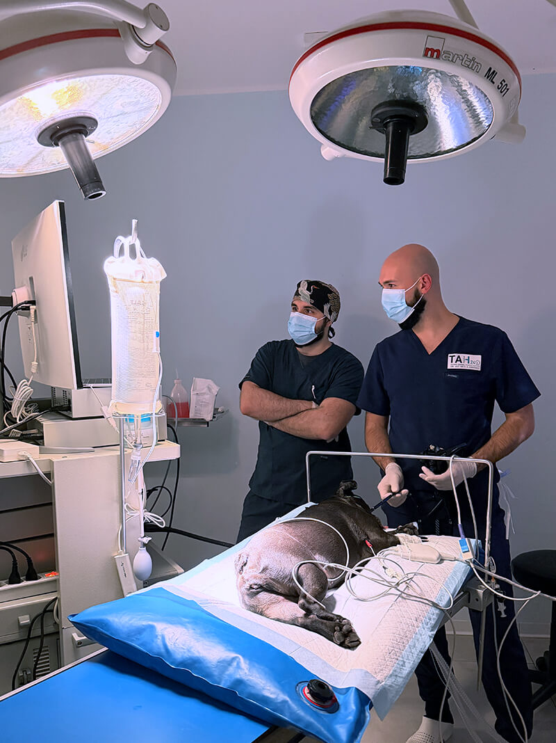 Endoscopia cane gatto